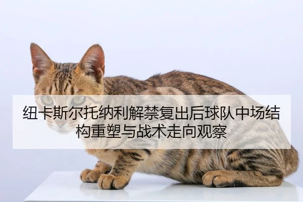 纽卡斯尔托纳利解禁复出后球队中场结构重塑与战术走向观察